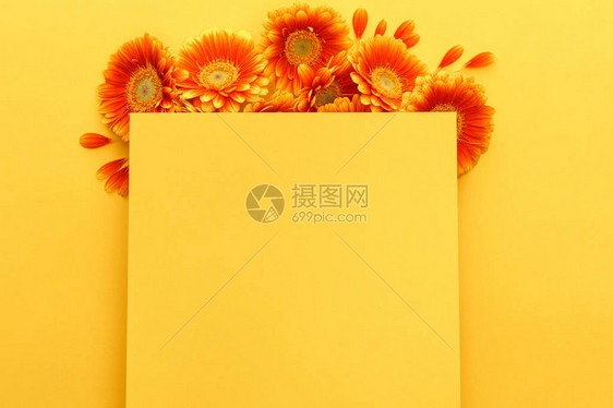 黄色背景上方有花瓣空白卡的橙图片