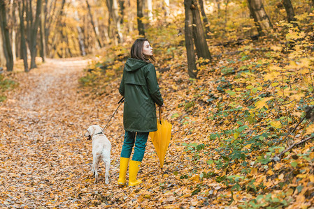 在秋天的森林里带着黄色雨伞和狗一起走在树叶路图片