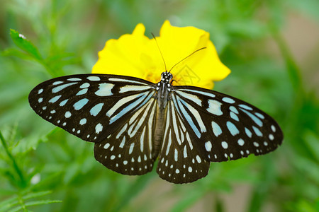 花上的帝王蝶背景图片