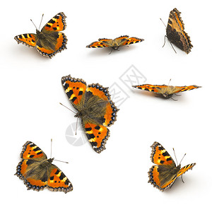 蝴蝶在工作室里制作了5D标记III的收藏品高清图片