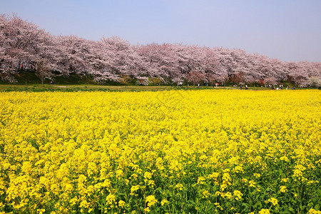 日本埼玉的油菜花和樱花图片