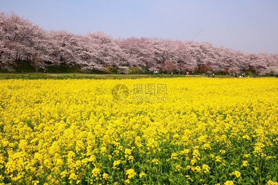 日本埼玉的油菜花和樱花图片