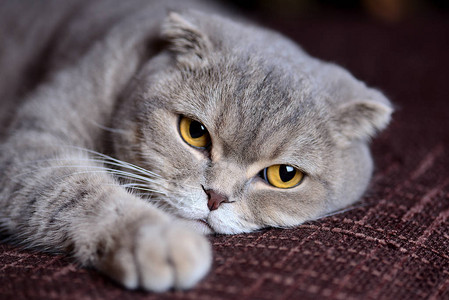 我的苏格兰折耳猫背景图片