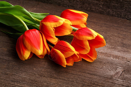 五朵美丽的郁金香兰花图片