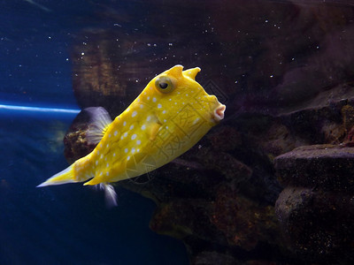 水族馆里不寻常的几何黄色鱼背景图片
