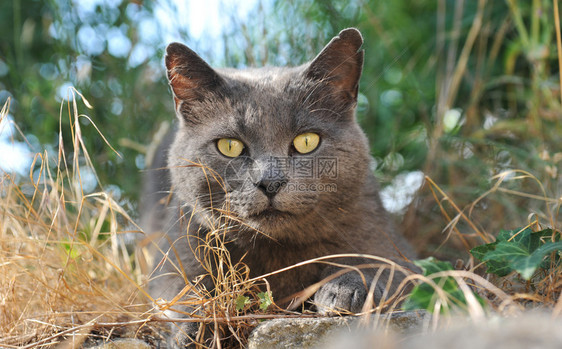 花园里的黄眼睛的夏特勒猫图片