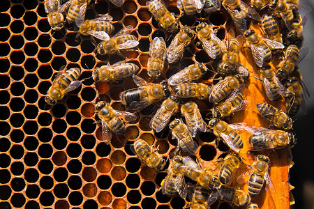 在蜂窝上工作的蜜蜂的特写视图收集的花粉由蜜蜂放置在蜂巢中花粉是幼蜂的食物用于替图片