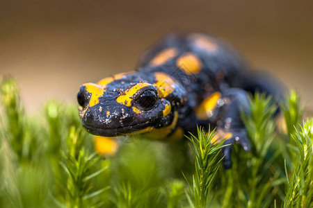 salamandre生活在中欧森林中图片