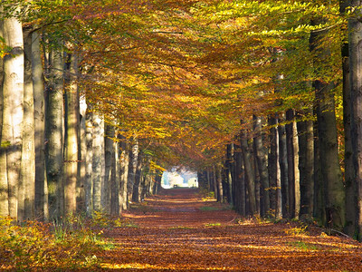 秋色中的大林道图片