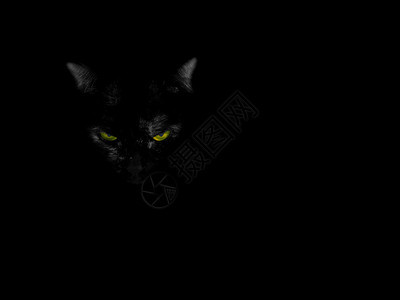 黑色背景上的黑猫背景图片