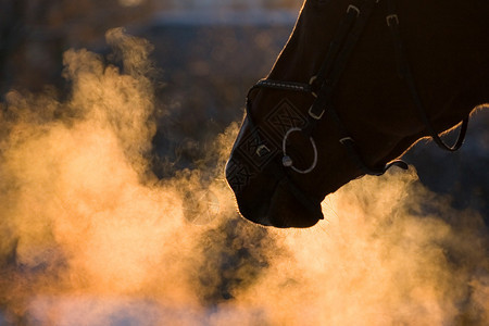 冬天夕阳下马的蒸汽和鼻子图片