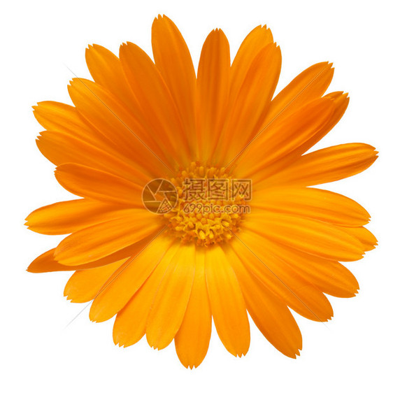 Calendulaofficinalis花朵滑动路径图片