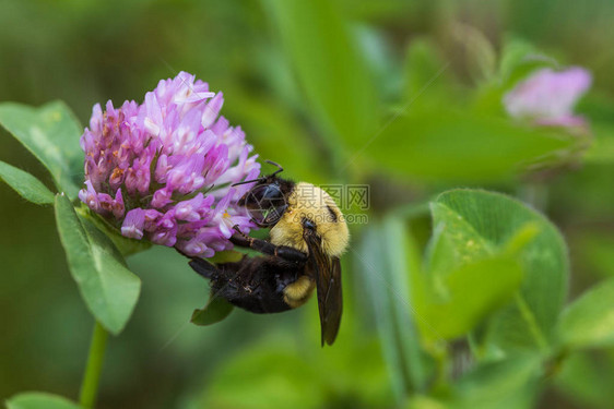 大黄蜂在一朵三叶草花上采集花粉图片