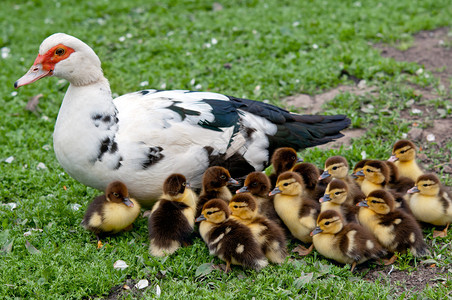 鸡 鸭图片_鸡 鸭素材_鸡 鸭高清图片_摄图网图片下载_第6页