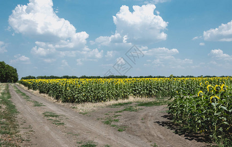 夏季农业田鲜花向日葵的图片解开图片