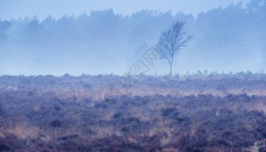 有孤独的光秃的冬天树的有雾的荒野图片