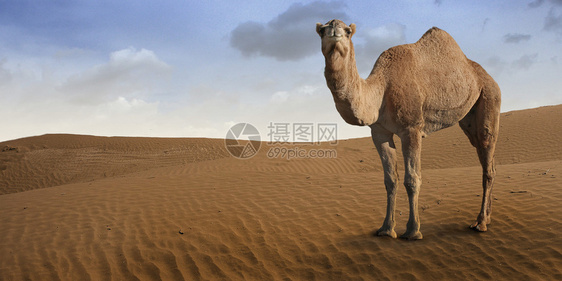 以沙漠动物为主题的插图图片