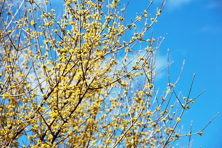 在早春白天盛开的黄色花朵图片