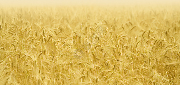 麦田上的麦穗。图片