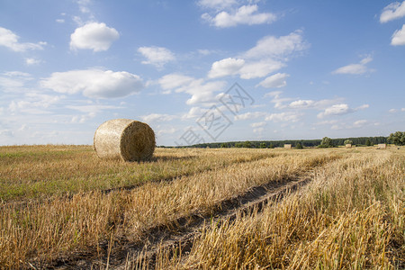 收割时蓝天多云的田间稻草捆图片