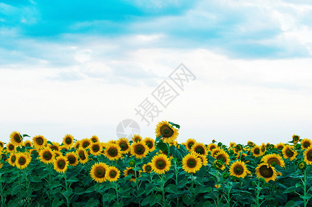 夏季向日葵田向日葵田与蓝天夕阳图片