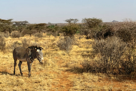 肯尼亚Samburu热带草原的Zebra图片