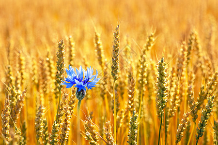 蓝色矢车菊与田间成熟小麦背景图片