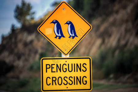 在新西兰南岛奥马鲁的企鹅渡口标志图片