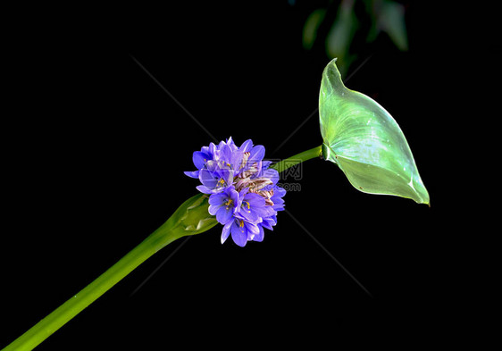 紫色长青花在神秘的夜晚闪亮图片