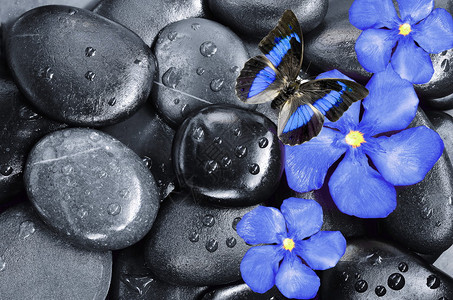 由蓝色花朵蝴蝶和黑宝图片