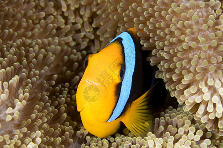 金柏湾小丑鱼一只美丽的橘子鳍小丑鱼背景