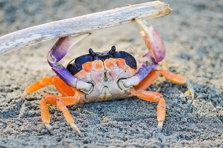 橙螃蟹在沙滩上图片