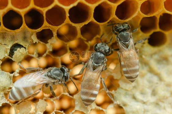 蜂窝背景六边形蜜蜂和图片