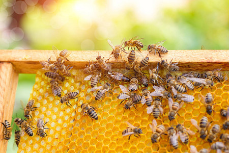 蜜蜂在模糊的背景下蜂拥而至图片