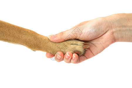 狗爪和人手握人类和图片