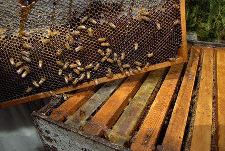 近距离观察蜂蜜在蜂巢里生产蜂蜜图片