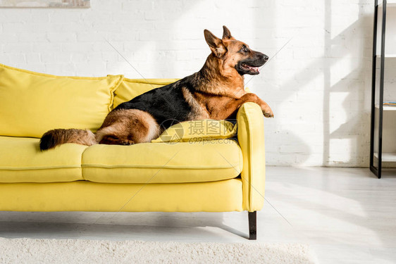 坐在公寓里明亮的黄色沙发上的可爱的德国图片