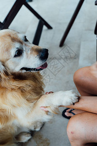 师傅教他挖金子的猎犬图片