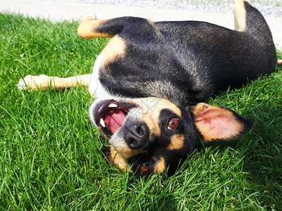 小狗张着嘴躺在草地上玩耍图片