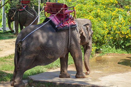 泰国普吉泰国大象农图片
