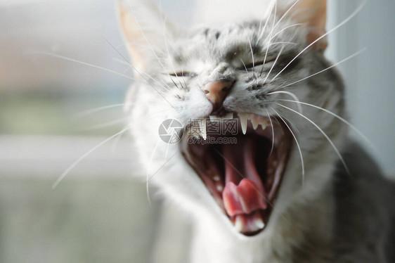 张大嘴的猫图片