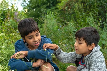 儿童启蒙探索两个男孩在森林中捕到了一只的蚂蚁或背景