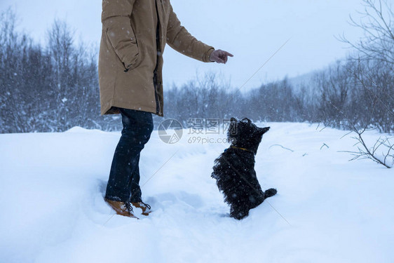 这只可爱的狗在雪中执图片