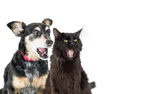 猫和狗的有趣照片震惊或兴奋的表情在图片