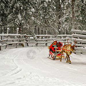 芬兰罗瓦涅米拉普兰农场驯鹿雪橇上的情侣一家人在冬季雪橇上乘坐圣诞雪橇与芬兰北极的雪地一起旅行挪威萨图片