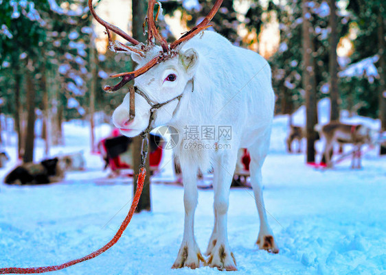 芬兰拉普兰农场罗瓦涅米的驯鹿雪橇在冬天雪橇乘坐野生动物园的圣诞雪橇与雪芬兰北极与挪威萨米图片