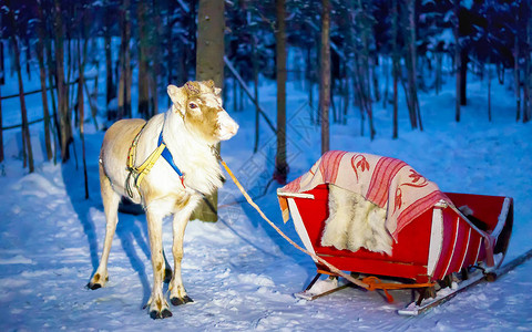 芬兰夜间拉普兰农场罗瓦涅米的驯鹿雪橇在晚上冬天雪橇乘坐野生动物园的圣诞雪橇与雪芬兰北极与挪威萨米图片