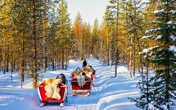 芬兰罗瓦涅米拉普兰农场驯鹿雪橇上的人们圣诞雪橇上的家庭在冬季雪橇骑野生动物园与芬兰北极的雪与挪威萨米图片