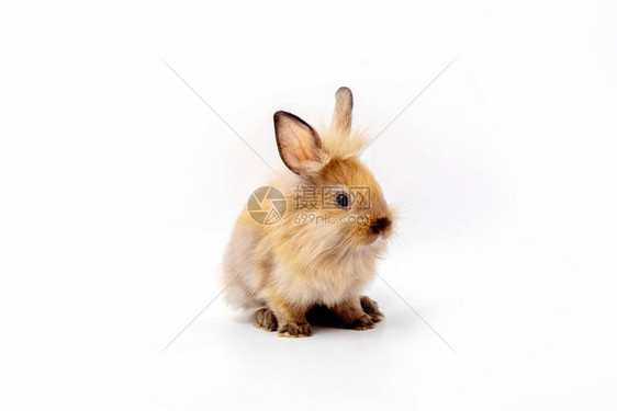 复活节快乐白色背景上的棕色兔子白色背景上可爱图片