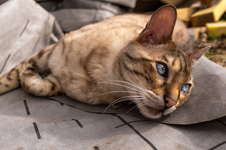 近身的一只金刚猫躺在地上向着离摄像机远看带着图片